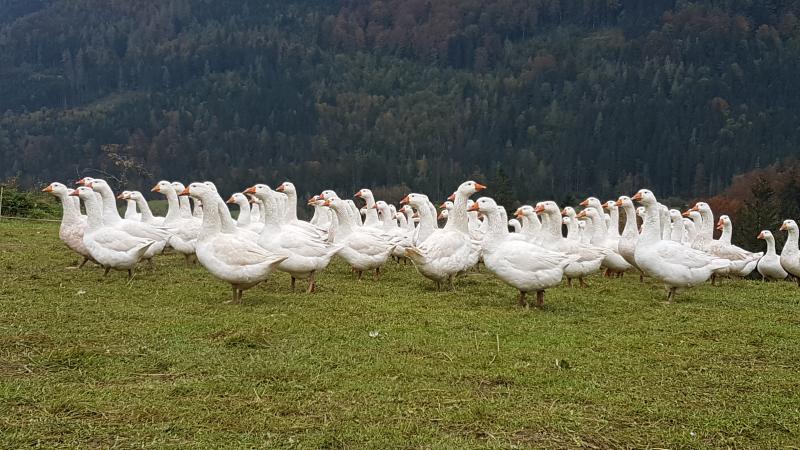 Biobetrieb-Eliesenhof, Familie Springl