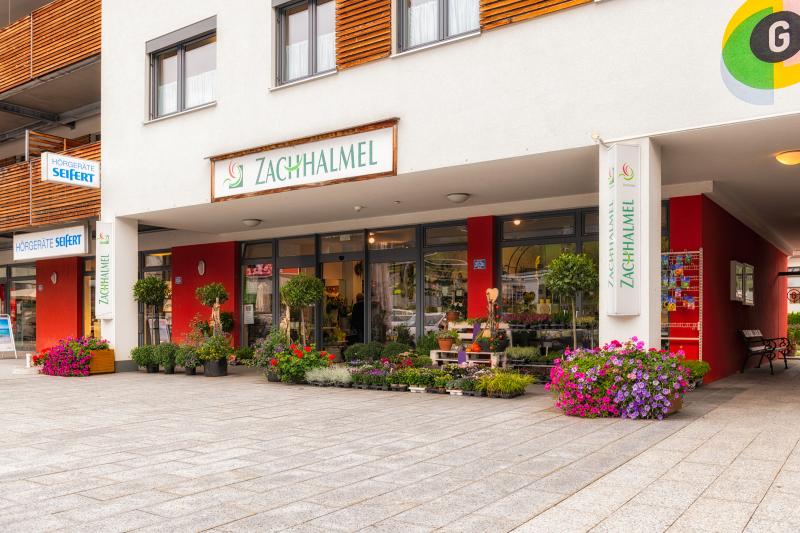 Zachhalmel