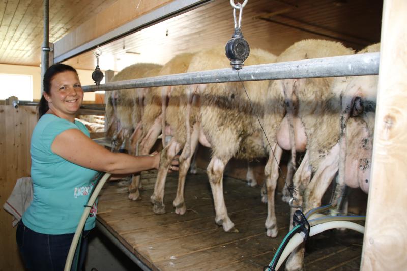 Bio Bauernhof Geyerspichl - Produkte vom Milchschaf
